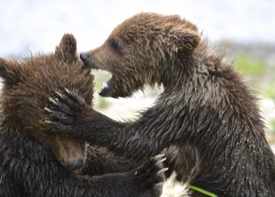 171's smallest spring cub being overly aggressive with the larger of the 2 spring cubs on June 30, 2019 at 11:50 photograph by Truman Everts