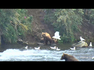 505 with her 2 spring cubs August 6, 2018 snapshot by Goldilocks