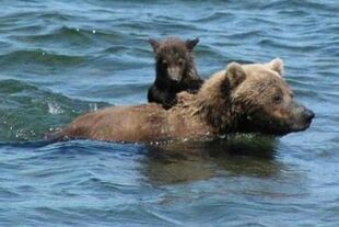 Spring cub 89 Backpack riding on 435 Holly's back in 2006 NPS photo provided by KNP&P staff