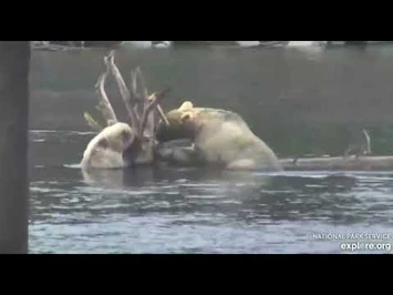 Bear_435_Holly_and_cub_2020