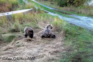 128 Grazer and one of her two 2.5 year old cubs September 16, 2022 photo by Lisa Robertson (aka Larinor)