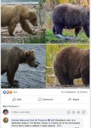 KNP&P's October 4, 2017 18:19 Facebook comment declaring 409 Beadnose the winner of the 2017 Fat Bear Week Round 2