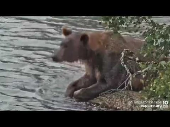 22_Hangs_Out_on_Backpack's_Rock_-_August_5,_2022_(explore.org)