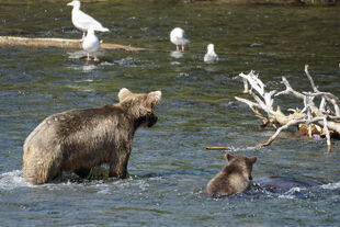 909 and her spring cub August 1, 2021 photo by Betsy Pitlick (aka BetsyBear)