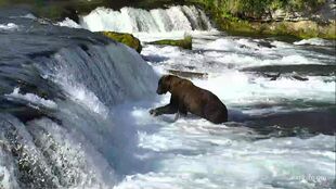 GreenRiver's June 23, 2017 snapshot of the bear that could possibly be 469