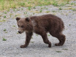 Who Unidentified Sow #2nwith 1 Spring Cub (cub has natal colar) July 1, 2020 photograph by Mikey Wright, King Salmon Lodge Manage ~ Cub only ~ Side viewr