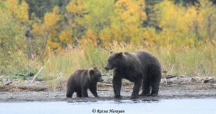 132 with her remaining spring cub September 15, 2018 by Ratna Narayan