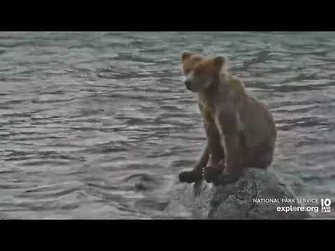 203_Checks_Out_the_Falls_-_July_27,_2022_(explore.org)