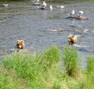 813 Nostril Bear's 2 yearlings July 6, 2019 photo by photobearsbry