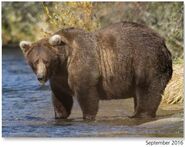 Beadnose 409 September 2016 NPS photo 2017 Bears of Brooks River book, page 50