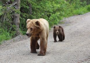 Unidentified Sow #2 with 1 Spring Cub (cub has natal colar) July 1, 2020 photograph by Mikey Wright, Manager of King Salmon Lodge