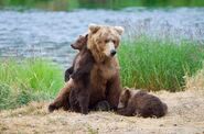 Unidentified sow with 2 spring cubs July 9, 2019 photo by NWBearLove92