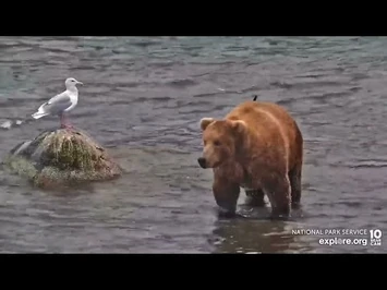 -10-7-2022-_903_"Posing_for_camera_(with_seagulls)"_(Brooks_Falls_Bears_explore.org)