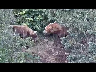 28_Jul_2021-_856_Finds_19_Annoying_(explore.org)