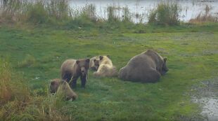 402 with her spring cubs during the 2018 season, snapshot by JG