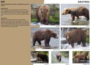 820's page in the 2022 Bears of Brooks River book page 84