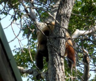 503 Cubadult 07/01/2014 treed just outside of Brooks Lodge NPS photo by Ranger Mike Fitz (zoom)