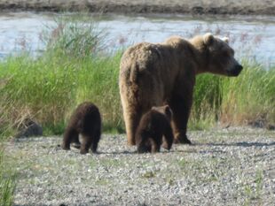 171 and her 2 spring cubs July 5, 2019 photo by BearTreeHugr