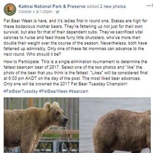 2017 Fat Bear Week Katmai Bearcams Wiki Fandom
