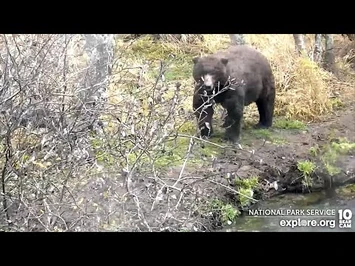 22_Oct_2022-_A_Better_Look_at_217_(explore.org)