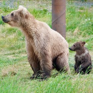 719 and spring cub July 1, 2022 photo by Truman Everts