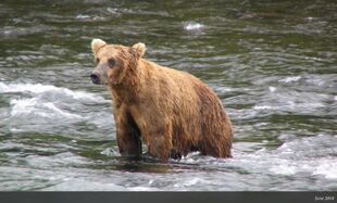 755 Scare D. Bear June 2008 NPS photo 2012 Brown Bears of Brooks Camp iBook