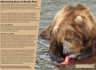 856 Year Unknown, Monitoring Bears at Brooks River page of the 2018 Bears of Brooks River book, page 21