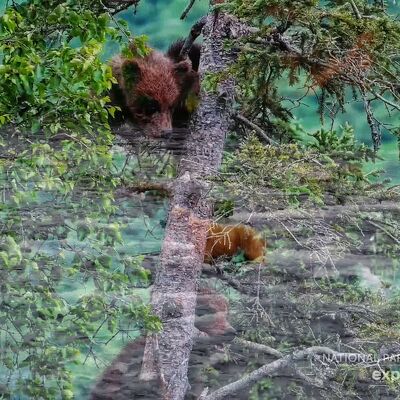 GRAZER 128 PIC 2024.07.09 w 2 SPRING CUBS DOUBLE EXPOSURE SUZYQTEAMOTIS480 p 10.51