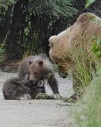 39 and 2 spring cubs July 4, 2019 photo by Truman Everts