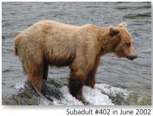 Subadult 402 June 2002 NPS photo 2015 Bears of Brooks River book page 37
