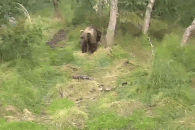 910 GIF 2022.07.27 SPRING CUB WASHES OVER FAR SIDE LIP RIFFLES LUNACRE p 21.48 05