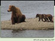 409 BEADNOSE PIC 2007.07.xx w SPRING CUBS 130 TUNDRA & ARCTIC 2nd KNOWN LITTER in 2012 BoBr iBOOK 02
