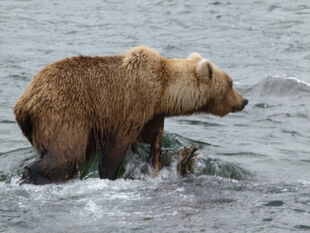 482 Brett with her 2.5 year-old offspring July 11, 2012 NPS photo KNP&P Flickr