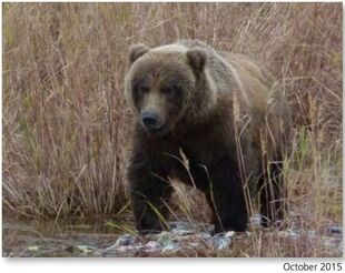 602 October 2015 NPS photo 2016 Bears of Brooks River book page 31