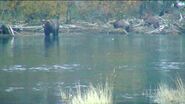 BEADNOSE 409 PIC 2016.xx.xx w CUBS 909 & 910 GREENRIVER POSTED 2020.01.12 14.51 07