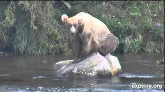 Bear_128_Grazer_Rock_Sitting_July_23,_2014_by_Janie_Nook