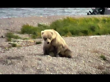 Bear_482s_subadults_2020