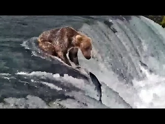 12_Jul_2021-_903_Tentatively_Fishes_the_Lip_(explore.org)