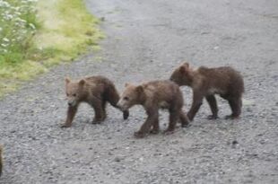 171's 3 spring cubs July 9, 2016 photo by grandmaj