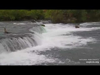 503_returns!_Sept._17,_2024_Explore.org