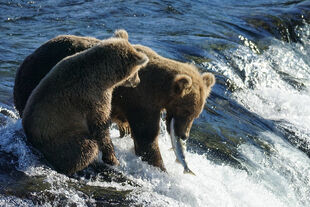 806 and her yearling cub August 1, 2021 photo by Betsy Pitlick (aka BetsyBear)