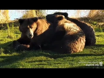 -9-30-2022-_132s_"Cubs_sleeping_leaning_on_mom"_(Brooks_Falls_Bears_explore.org)