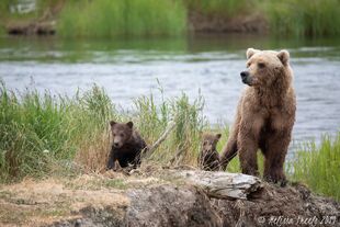 171 with 2 spring cubs June 30, 2019 by Melissa Freels