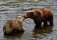 719 (left) and 812 (right) September 13, 2019 photo by Bonnie Hankins (aka NutsBoutBears)