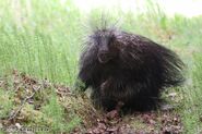 Brooks Lodge Facebook photo by Kara Stenberg, 5/29/2019. "Good morning (Porcupine)."