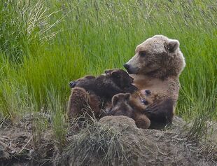 171 and 2 spring cubs June 30, 2019 photo by Truman Everts