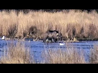 21_Oct_2021-_131_Makes_an_Appearance_(explore.org)