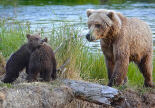 171 with her 2 spring cubs on July 2, 2019 at 22:37 photograph by Truman Everts