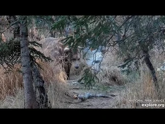 22_Oct_2023-_903_Steals_an_Eagle's_Catch_(explore.org)