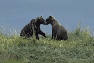 230 (left) and 129 (right) August 4, 2022 gif by LunaCre